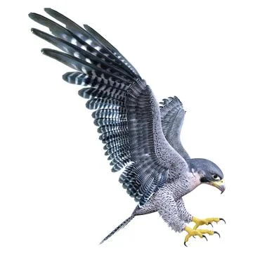 3D Rendering Falcon Bird on White Stock Illustration