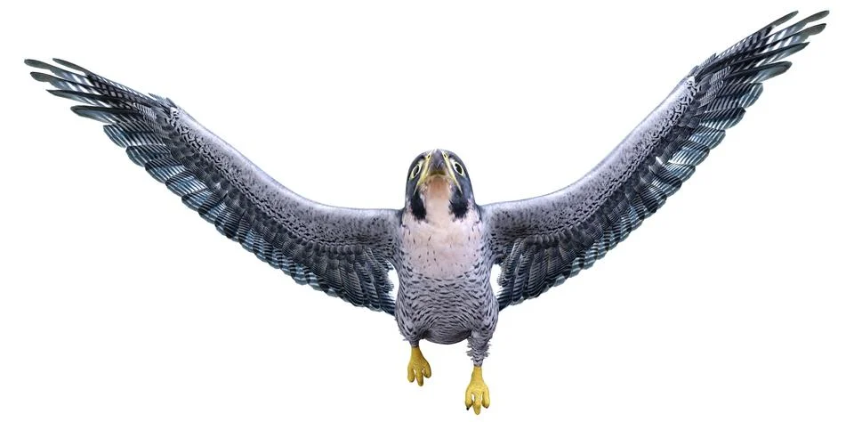 3D Rendering Falcon Bird on White Stock Illustration