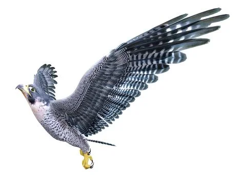 3D Rendering Falcon Bird on White Stock Illustration