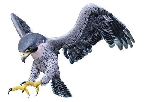 3D Rendering Falcon Bird on White Stock Illustration
