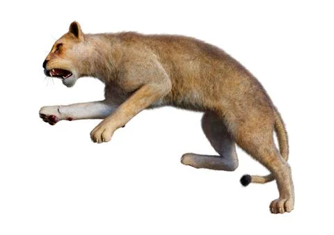 3D Rendering Female Lion on White Illustrazione stock