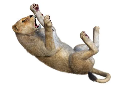 3D Rendering Female Lion on White Stock Illustration