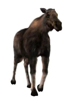 3D Rendering Female Moose on White Illustrazione stock