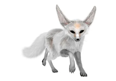 3D Rendering Fennec Fox on White Stock Illustration