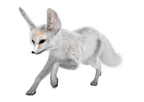 3D Rendering Fennec Fox on White Stock Illustration
