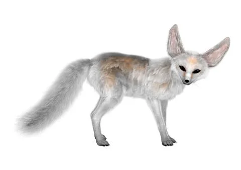 3D Rendering Fennec Fox on White Stock Illustration
