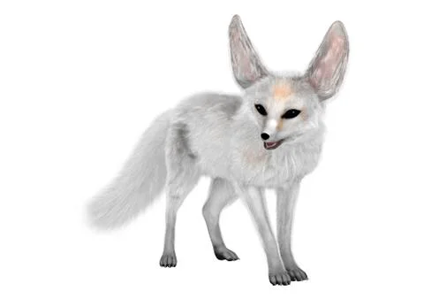 3D Rendering Fennec Fox on White Stock Illustration