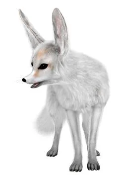 3D Rendering Fennec Fox on White Stock Illustration