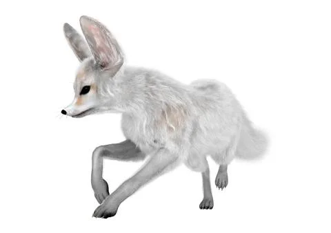 3D Rendering Fennec Fox on White Stock Illustration
