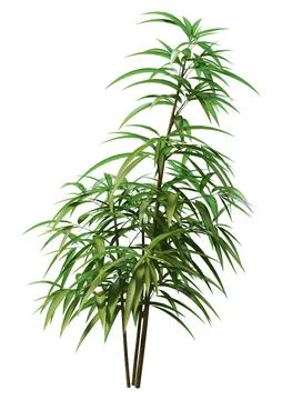 3D Rendering Ficus Alii on White Stock Illustration