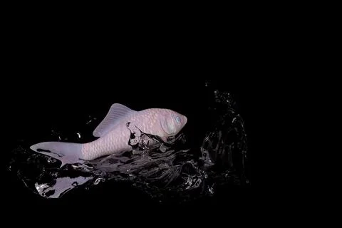 3D rendering of fish on splashing water isolated on a black background イラスト素材