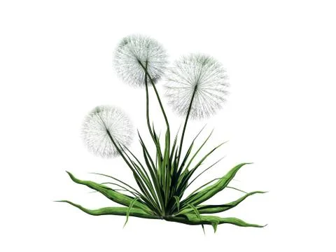 3d rendering of flower bush isolated on white can be used for foreground desi Stock Illustration
