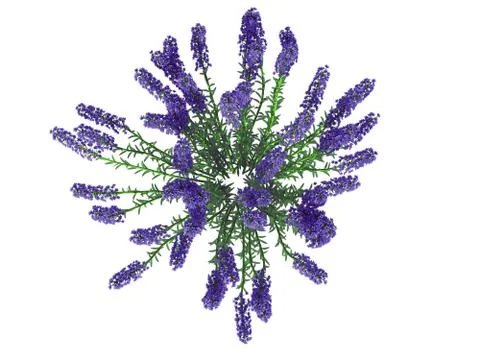 3d rendering of a flower bush from top view isolated on white Stock Illustration