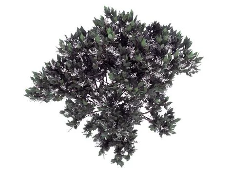 3d rendering of a flower bush from top view isolated on white Stock Illustration