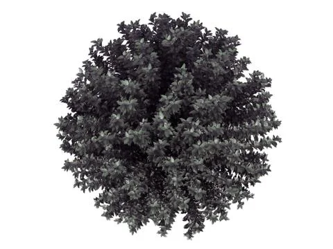 3d rendering of a flower bush from top view isolated on white Stock Illustration
