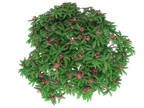 3d rendering of a flower bush from top view isolated on white 스톡 일러스트