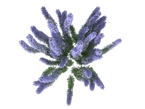 3d rendering of a flower bush from top view isolated on white Stock Illustration