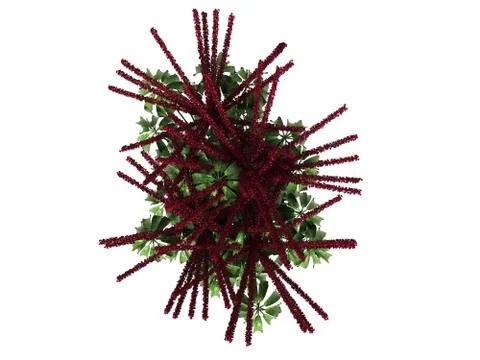 3d rendering of a flower bush from top view isolated on white 스톡 일러스트
