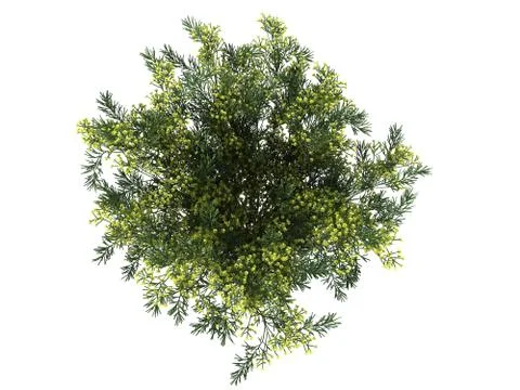 3d rendering of a flower bush from top view isolated on white 스톡 일러스트