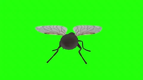 3D rendering of a fly in vibrant green background animation Stock-Footage 285059805
