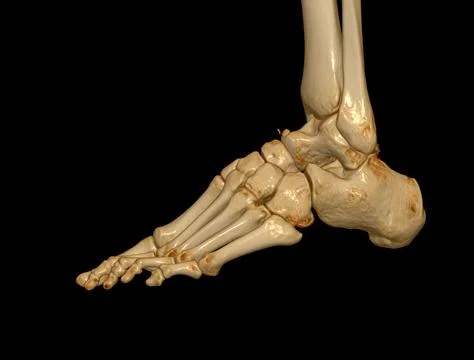 3D rendering  of the foot bones for diagnosis bone fracture and rheumatoid ar Illustrazione stock