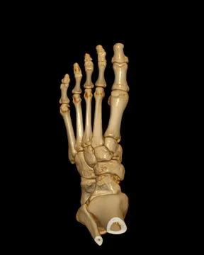 3D rendering  of the foot bones for diagnosis bone fracture and rheumatoid ar Stock Illustration