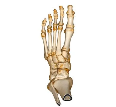 3D rendering  of the foot bones isolated on white background. Clipping path. Stock Illustration