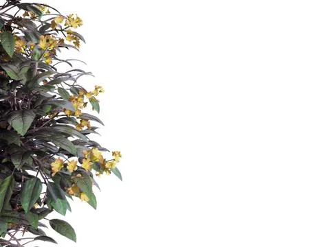 3d rendering of a foreground flower branch isolated on white Stock Illustration