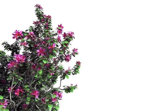 3d rendering of a foreground flower branch isolated on white Stock Illustration