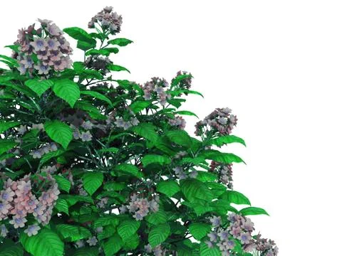 3d rendering of a foreground flower branch isolated on white Stock Illustration