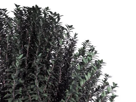 3d rendering of a foreground flower bush isolated on white Stock Illustration