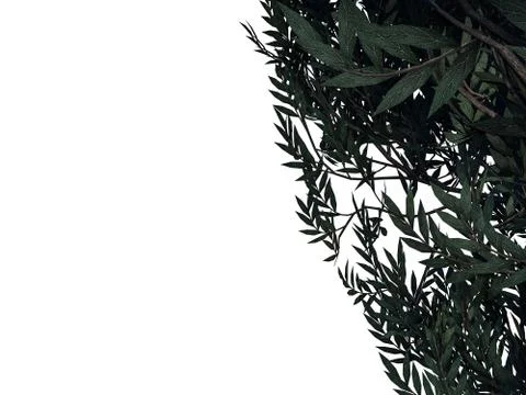 3d rendering of a foreground tree branch isolated on white background Stock Illustration