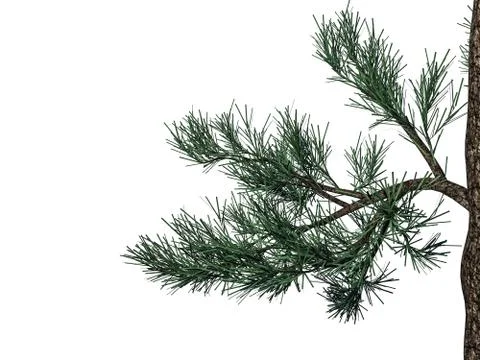 3d rendering of a foreground tree branch isolated on white background Stock Illustration