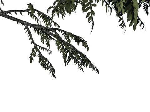 3d rendering of a foreground tree branch isolated on white background Stock Illustration