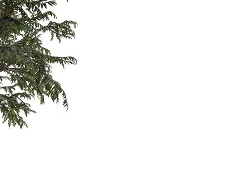 3d rendering of a foreground tree branch isolated on white background Stock Illustration