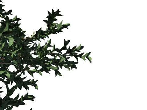 3d rendering of a foreground tree branch isolated on white background Stock Illustration