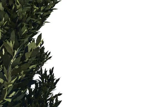 3d rendering of a foreground tree branch isolated on white background Stock Illustration