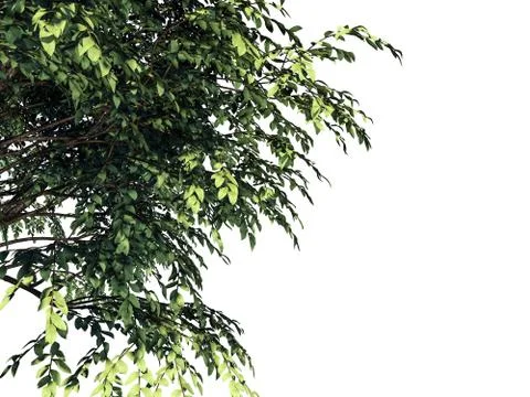 3d rendering of a foreground tree branch isolated on white background Stock Illustration