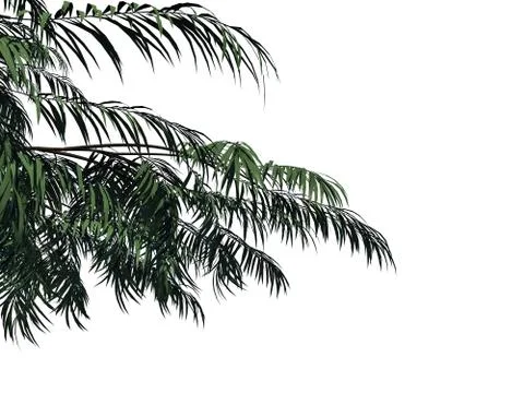 3d rendering of a foreground tree branch isolated on white background Stockillustratie