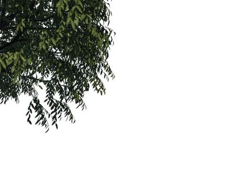 3d rendering of a foreground tree branch isolated on white background Stock Illustration