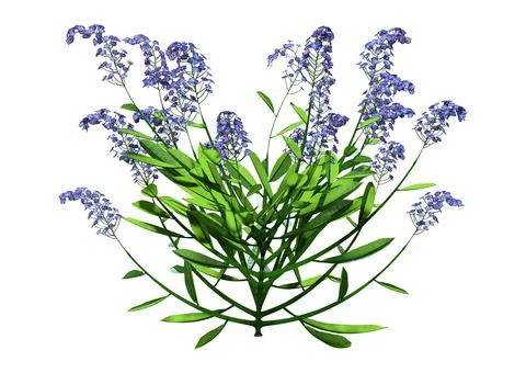 3D Rendering Forget-Me-Nots Flowers on White Illustrazione stock