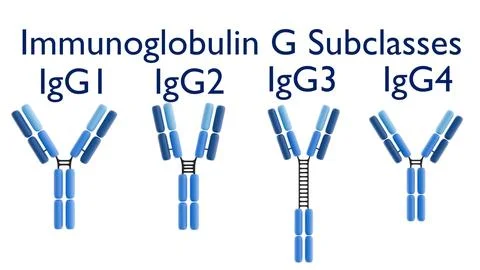 3D rendering of the four human IgG subclasses (IgG1, IgG2, IgG3, IgG4). Stock Illustration