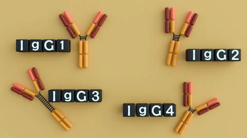 3D rendering of the four human IgG subclasses (IgG1, IgG2, IgG3, IgG4). Stock Illustration