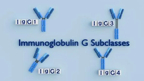 3D rendering of the four human IgG subclasses (IgG1, IgG2, IgG3, IgG4). Stock Illustration