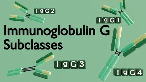 3D rendering of the four human IgG subclasses (IgG1, IgG2, IgG3, IgG4). Stock Illustration
