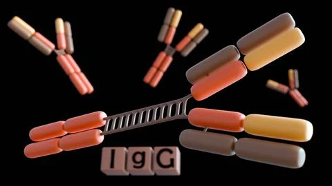 3D rendering of the four human IgG subclasses (IgG1, IgG2, IgG3, IgG4). Stock Illustration