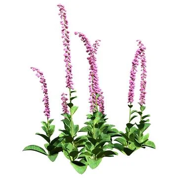 3D Rendering Foxglove Plants on White Stock Illustration