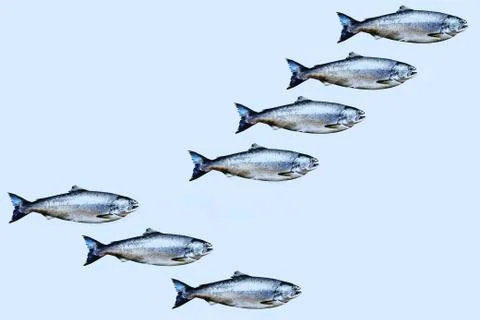 3d rendering of fresh salmons  Stock Illustration