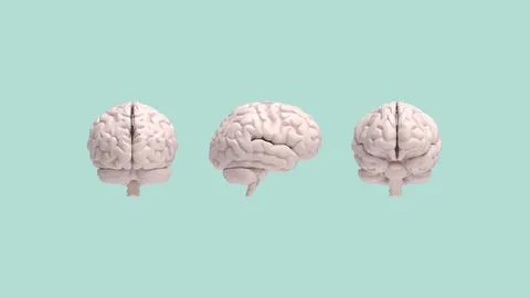 3D rendering. The front side of the human brain is responsible for movement and イラスト素材