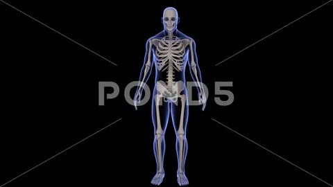 3D rendering of a full body human x-ray on a black background ~ Clip ...
